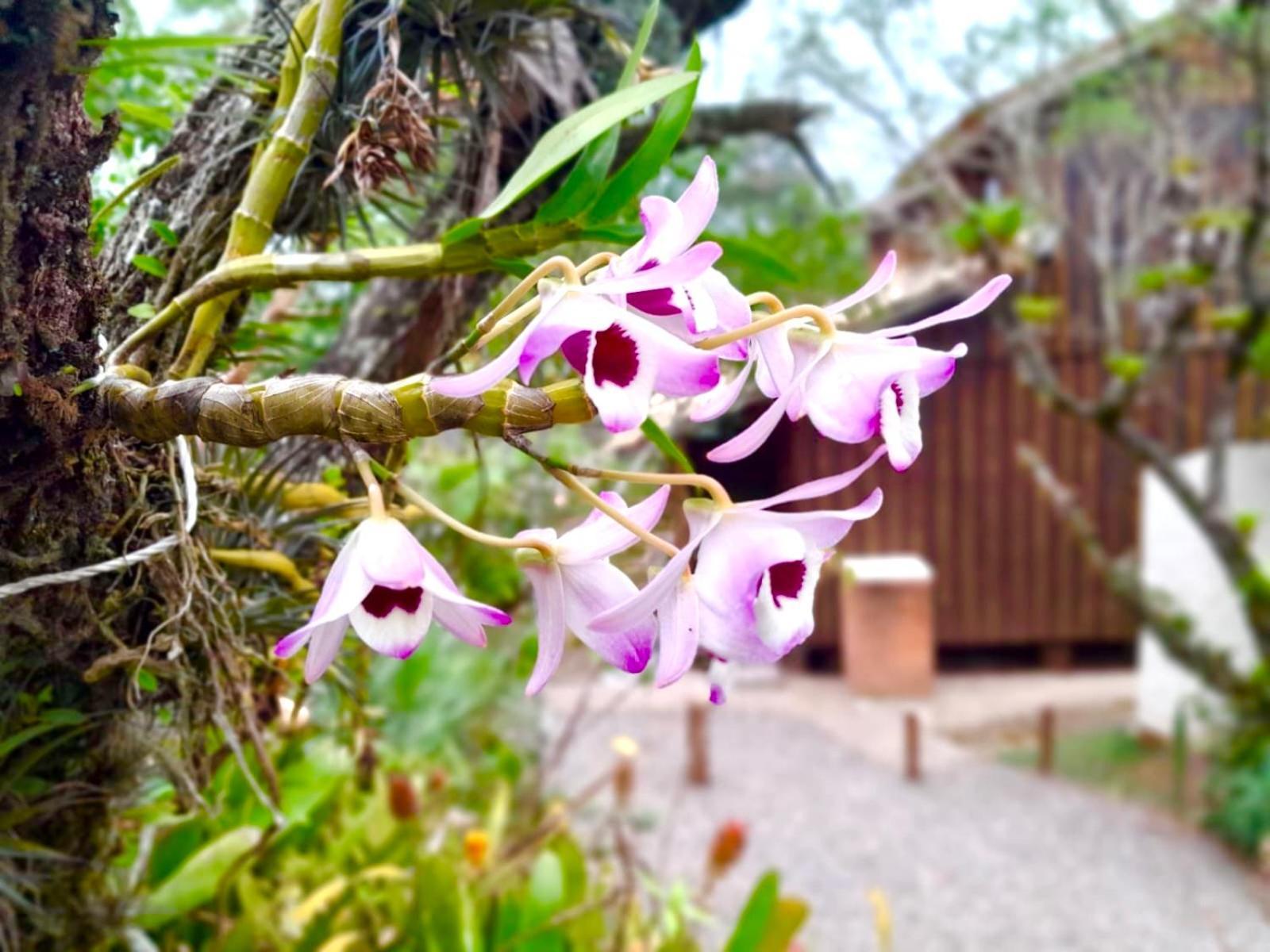Recanto das Bromélias Chalés Guarda do Embaú Esterno foto