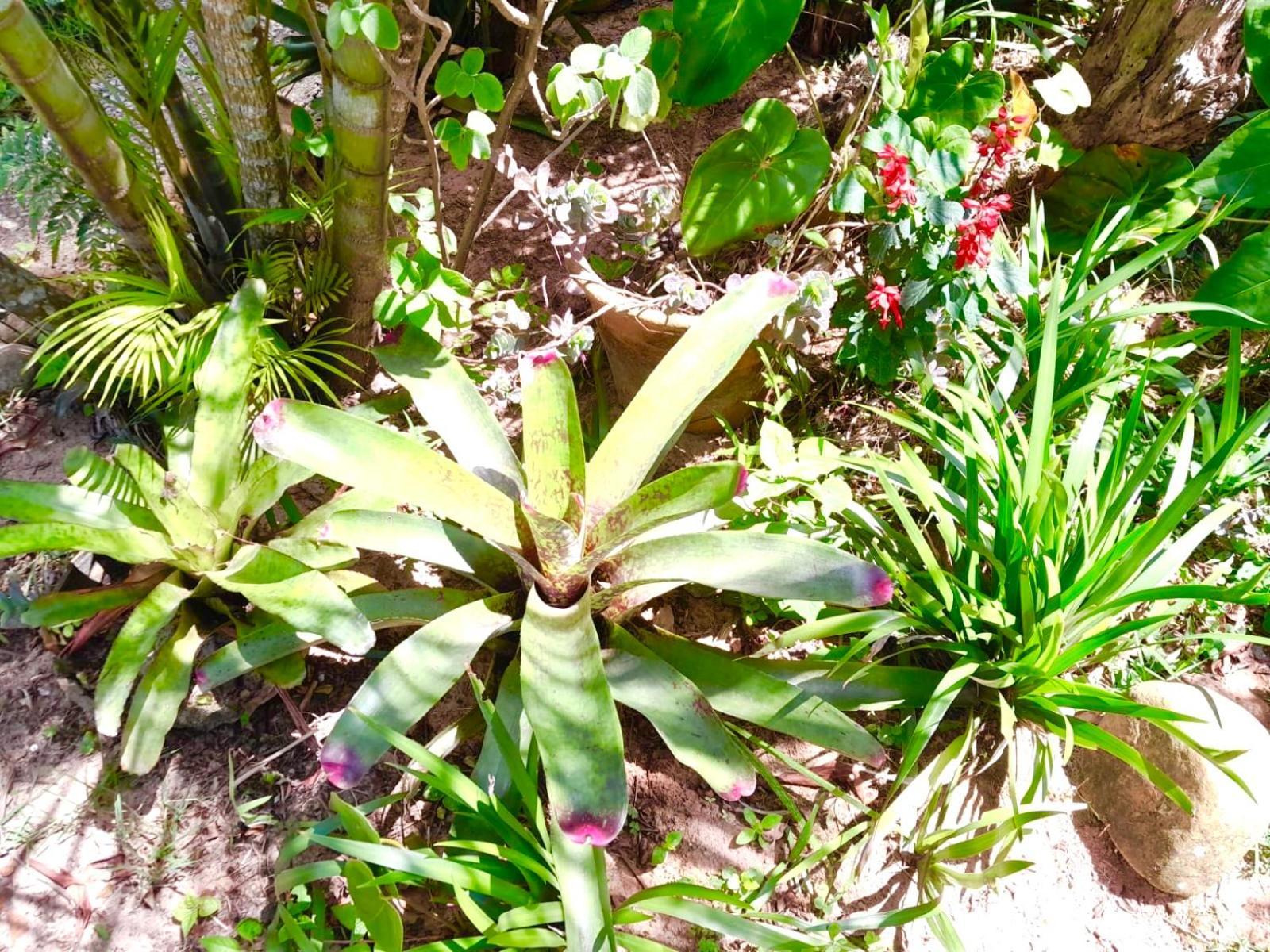 Recanto das Bromélias Chalés Guarda do Embaú Esterno foto