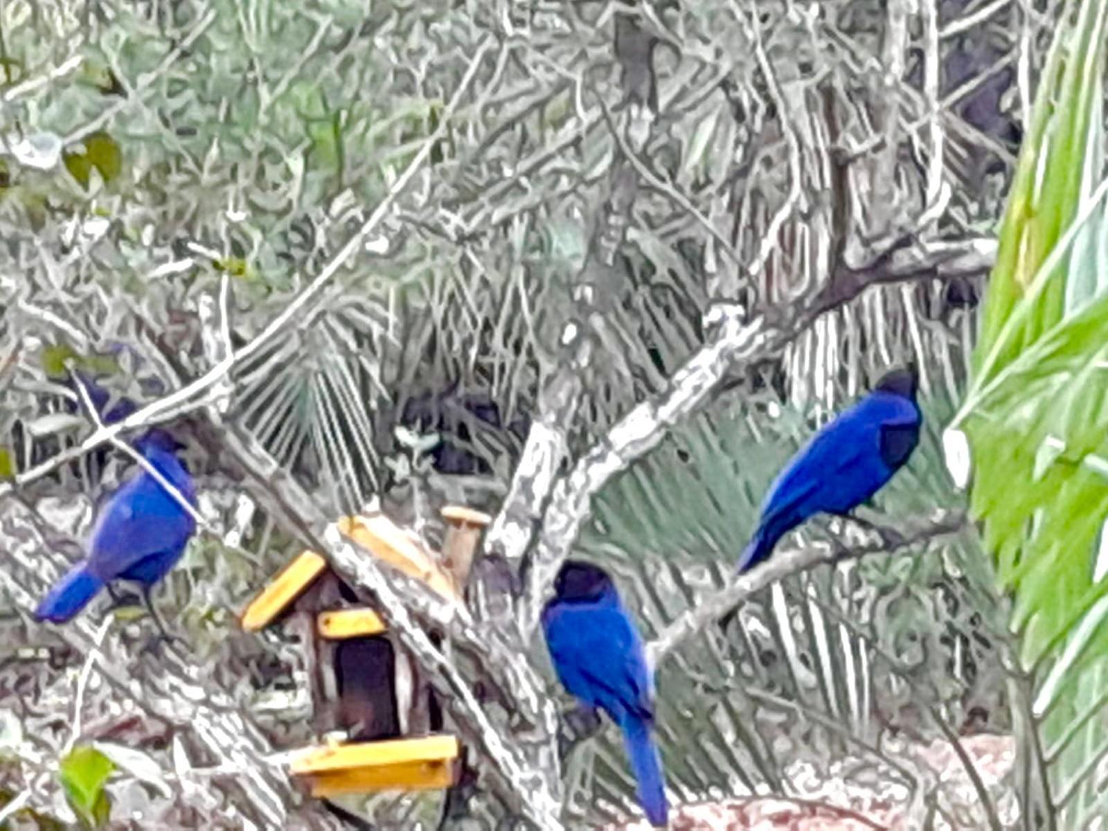 Recanto das Bromélias Chalés Guarda do Embaú Esterno foto